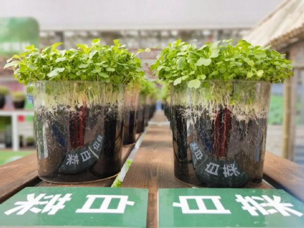 內蒙古通遼和佑首屆農業嘉年華